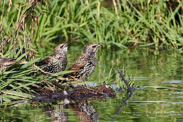 Stare - Common starlings - #4357