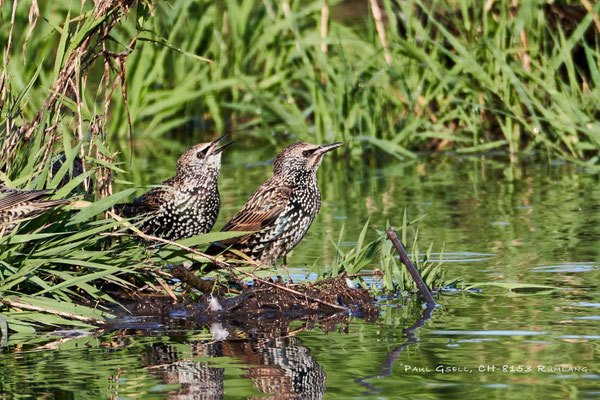 Stare - Common starlings - #4357