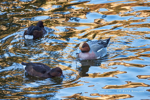 Pfeifenten - Mareca penelope - Natur- und Tierpark Goldau - #5993
