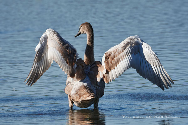 Junger Höckerschwan - Young Mute Swan - #3092