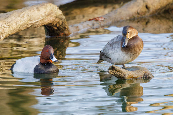 Tafelenten Pärchen  - Common Pochard Couple - #0789