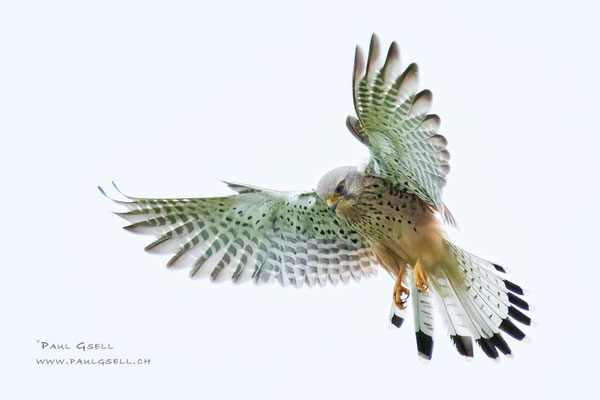 Turmfalke - Kestrel - #7830