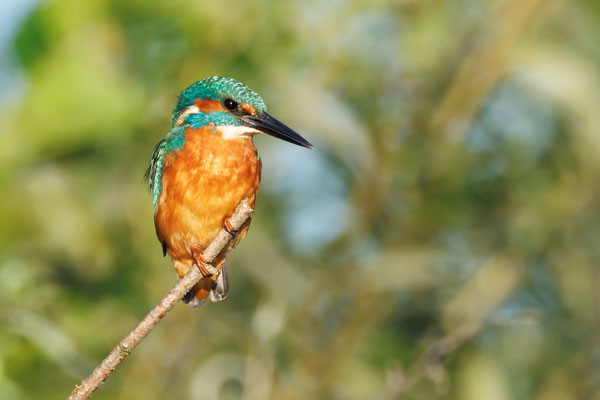 Eisvogel Männchen - Kingfisher - Male - #4075