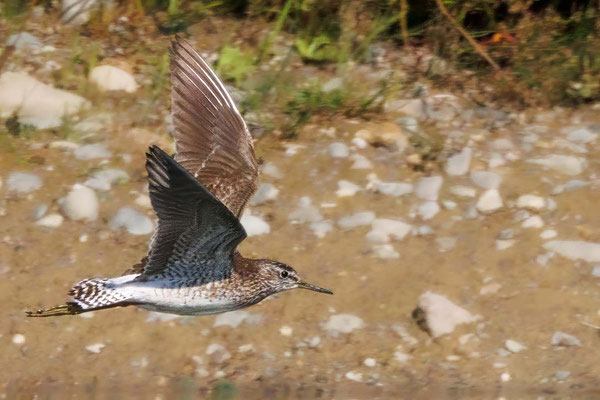 Bruchwasserläufer - Wood Sandpiper - #2671