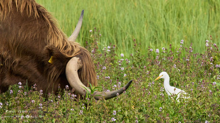 Kuhreiher mit Schott. Hochlandrind - Cattle Egret - #5394