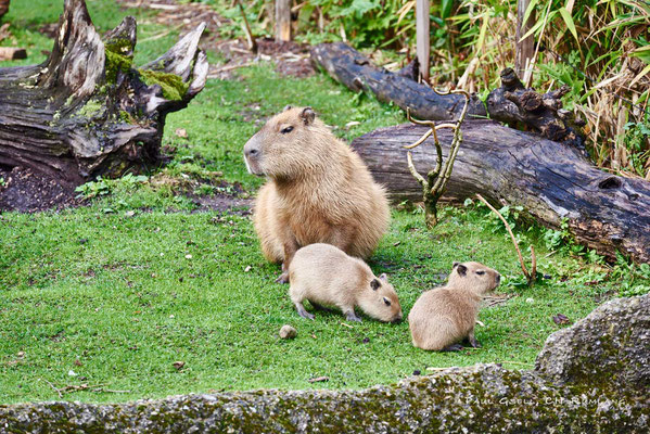 Capybara mit Jungen im Zoo Zürich - #2570