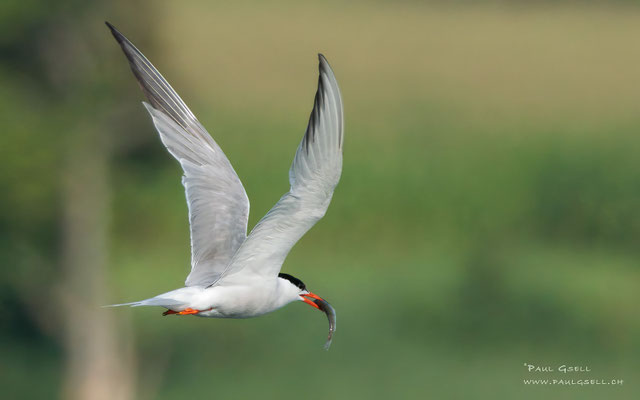 Flußseeschwalbe - Common Tern - #6670