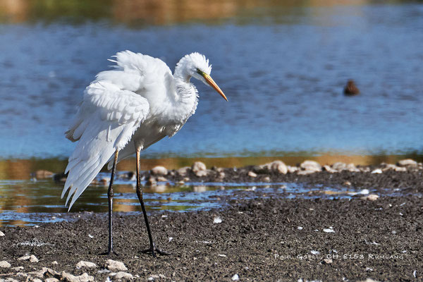 Silberreiher - Great white egret - (Adria alba) - #2559