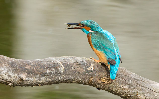 Eisvogel Männchen - Kingfisher Male - #0517