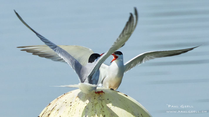 Flussseeschwalben -  Common Terns - #9794