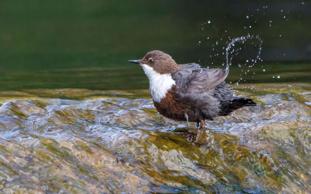 Wasseramsel - Dipper