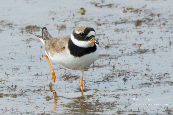 Sandregenpfeifer - Common Ringed Plover - #9963