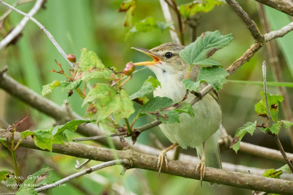 Sumpfrohrsänger - Marsh Warbler - #3515