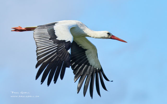 Weißstorch - White Stork - #6342