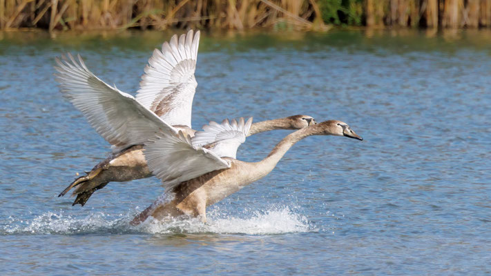 Junge Höckerschwäne - Young Mute Swans - #0632