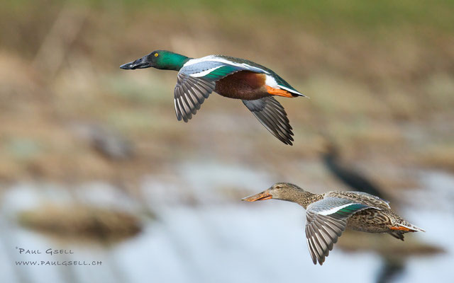 Löffelenten - Northern Shovelers - #5799