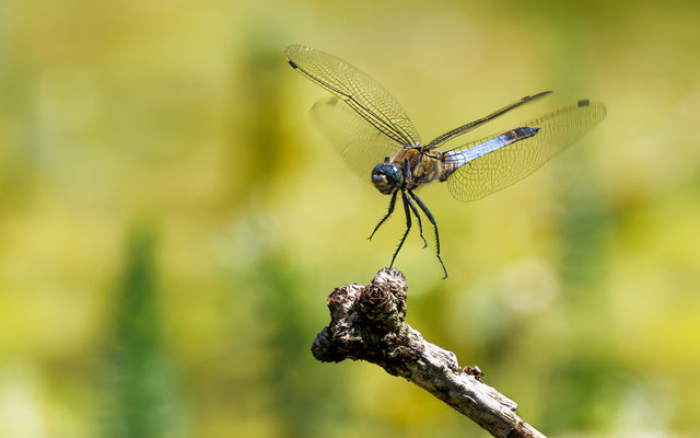 Großer Blaupfeil - Black-tailed Skimmer - #4791