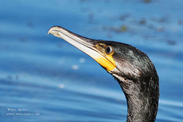 Kormoran - Great Cormorant - #0351