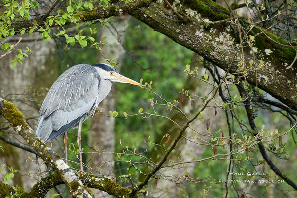 Graureiher - Grey Heron - #6746