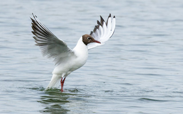 Lachmöwe - Black-headed Gull - #8260