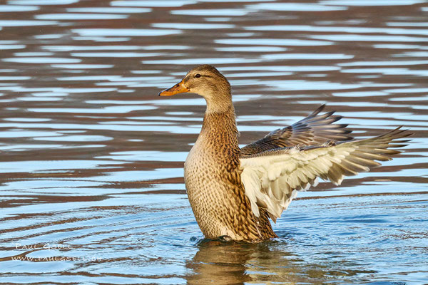 Stockente Weibchen - Mallard Female - #0651