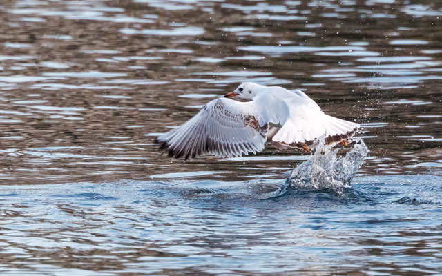Lachmöwe - Black-headed Gull - #6501