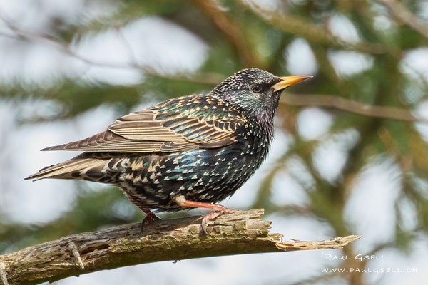 Star - Common Starling - #4917