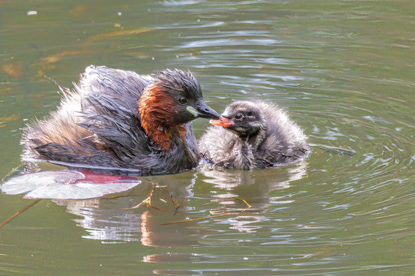Zwergtaucher - Little Grebe - #4756