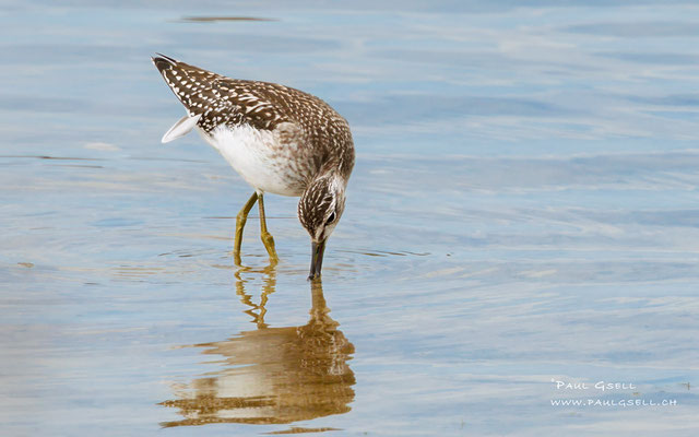 Bruchwasserläufer - Wood Sandpiper - #8840