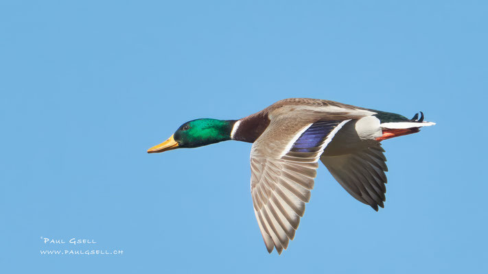 Stockente - Mallard - #1604