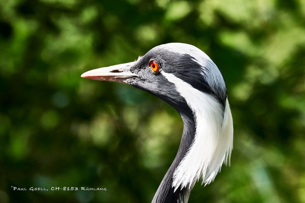 Jungfernkranich (Anthropoides virgo) im Zoo Zürich - #0959