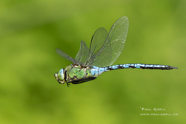 Große Königslibelle - Emperor Dragonfly - #5417