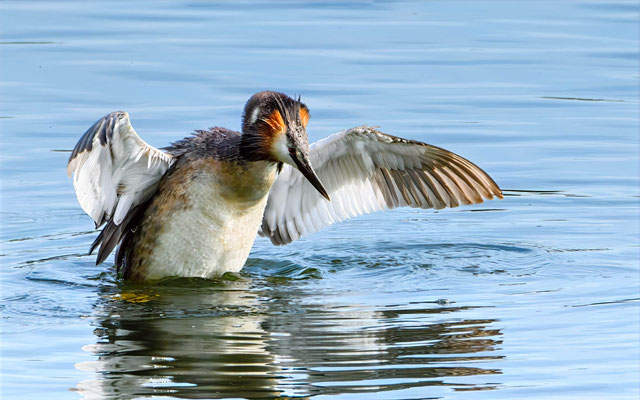 Haubentaucher - Great Crested Grebe - #0116