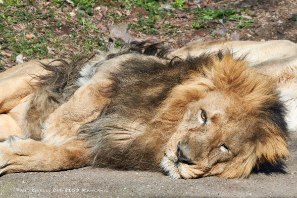Löwe - Lion - Zoo Zürich - #8774