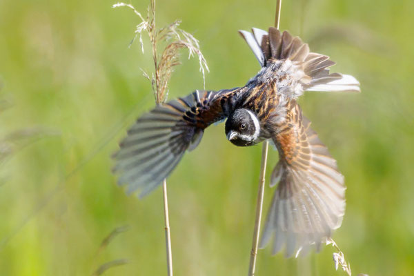 Rohrammer - Reed Bunting - #7439