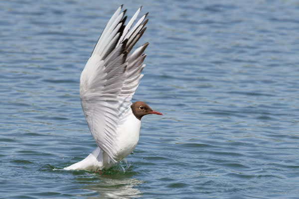 Lachmöwe - Black-headed Gull - #5343