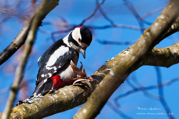 Buntspecht - Great spotted woodpecker - #0897