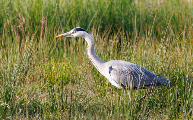 Graureiher - Grey Heron - #5249