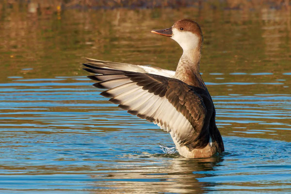 Kolbenente Weibchen - Red-crested Duck Female - #6846