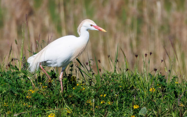 Kuhreiher - Cattle Egret