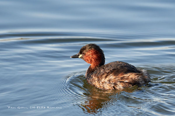 Zwergtaucher -Little Grebe - #0443