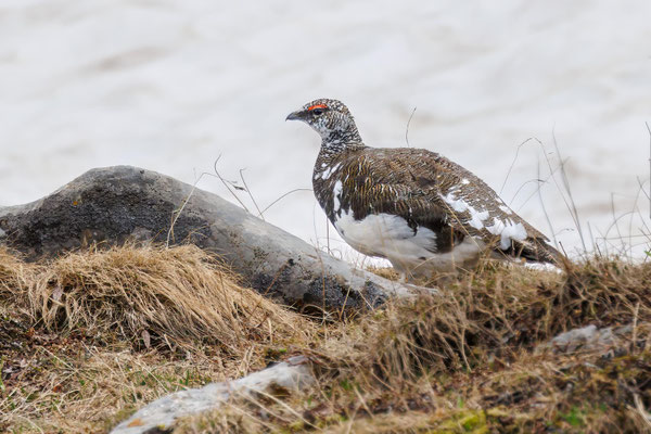 Alpenschneehuhn (male) - Rock Ptarmigan - #8770