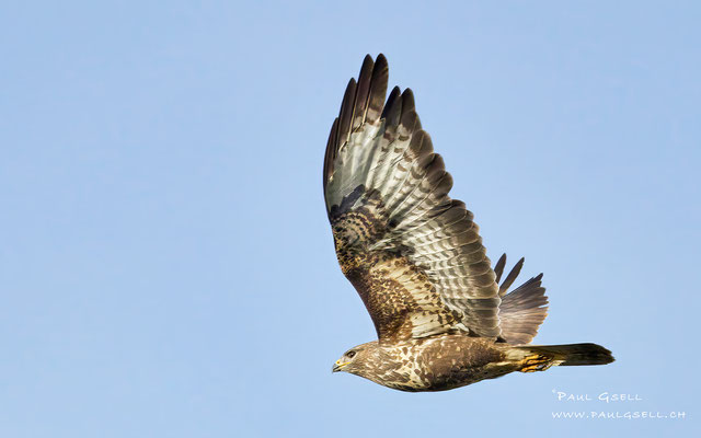 Mäusebussard - Common Buzzard - #7906