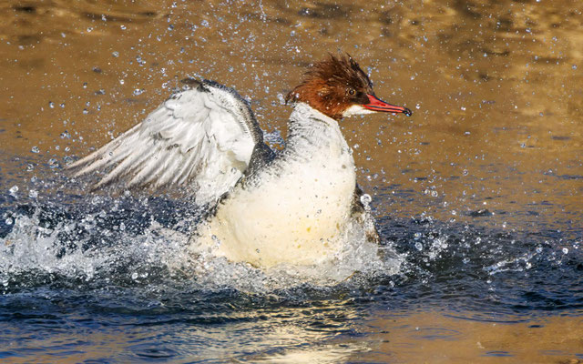 Gänsesäger - Common Merganser - #9176