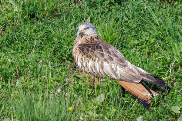 Rotmilan - Red Kite - #1536