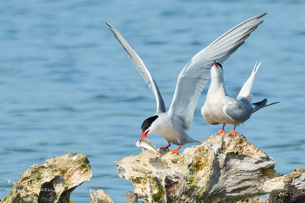 Flussseeschwalben -  Common Terns - #1735