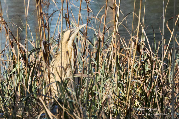 Rohrdommel - Great Bittern - Botaurus Stellaris - #4124