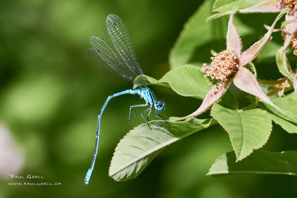 Hufeisen-Azurjungfer - Azure Bluet - #0515