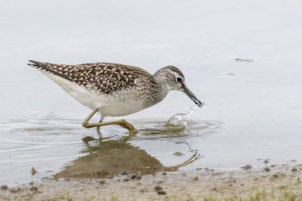 Bruchwasserläufer - Wood Sandpiper - #3792