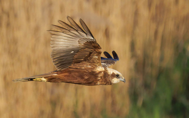Rohrweihe Weibchen - Marsh Harrier Female - #9042